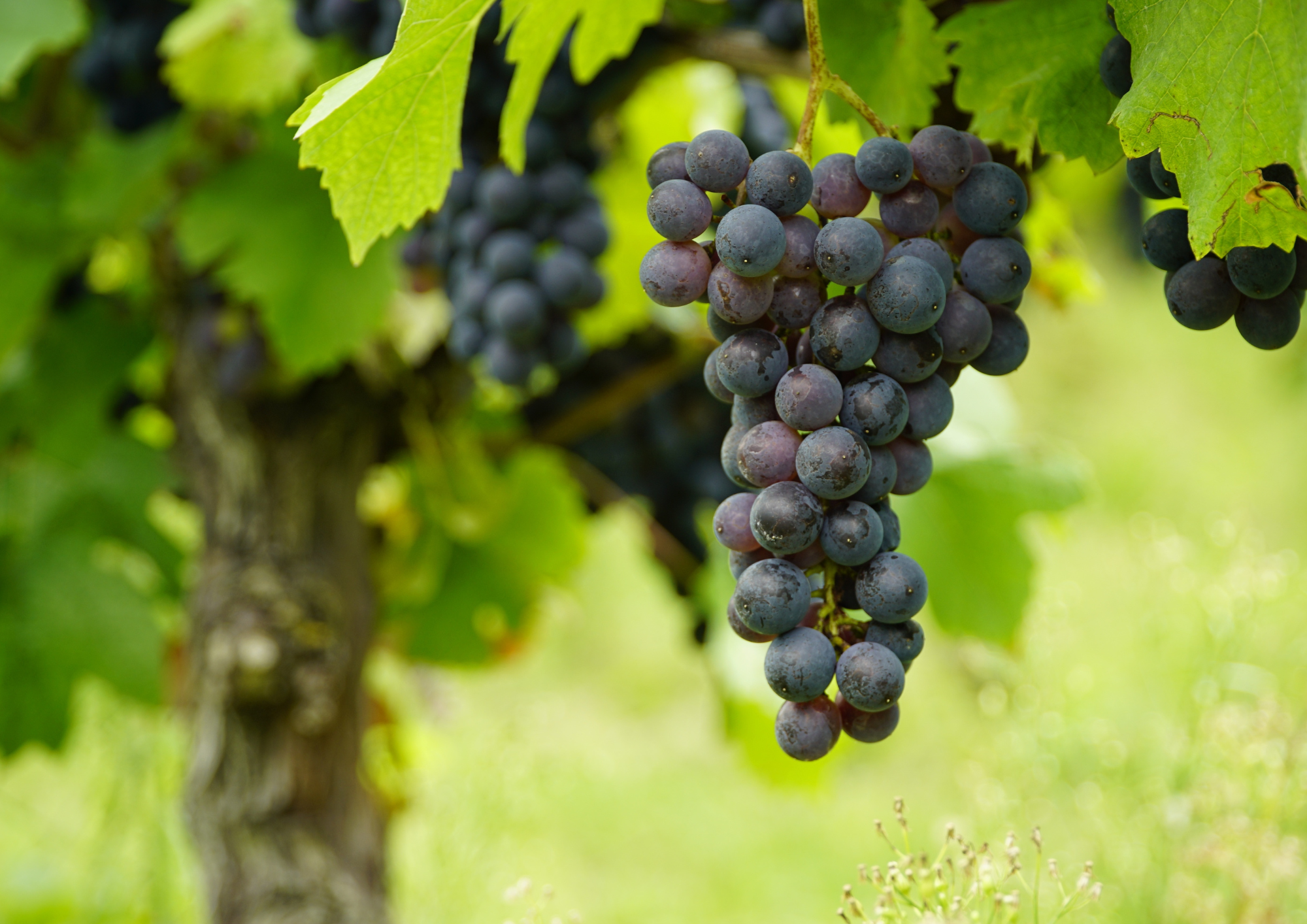 Comprendre le vin plutôt que le décrire