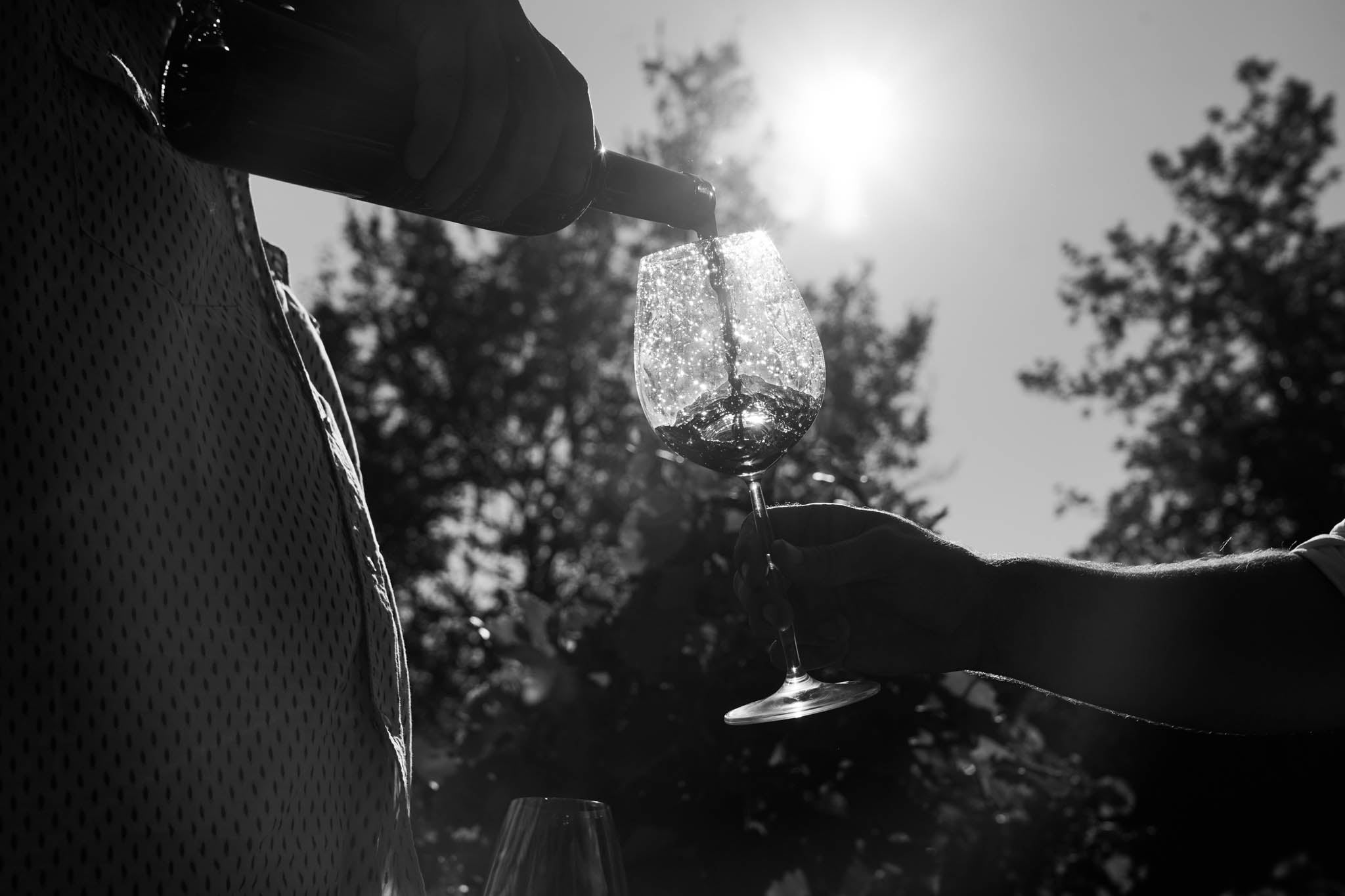 Apprendre le vin autrement : l’expérience de l’abonnement WINESUD