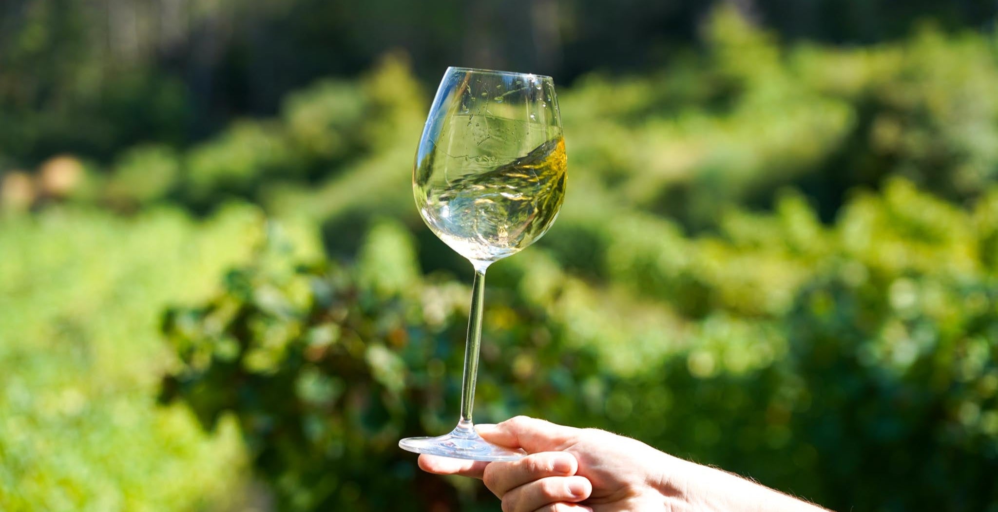 Verre de vin sur vigne