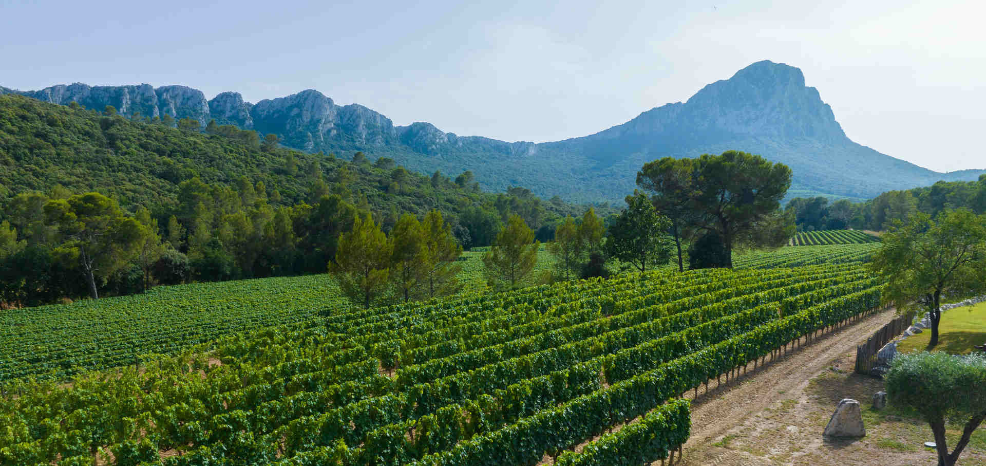 vignoble sur fond de montagne